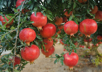 Ripe pomegranate fruit on tree  branch.