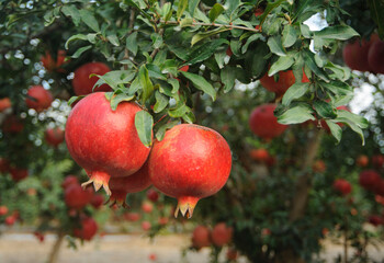 Ripe pomegranate fruit on tree  branch.