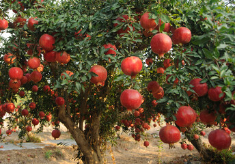 Ripe pomegranate fruits on the tree in garden