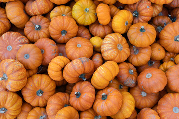 Many orange pumpkins inside wood container at a farm