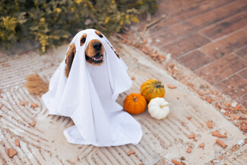 A dog dressed as a ghost with pumpkins during a cheerful autumn celebration
