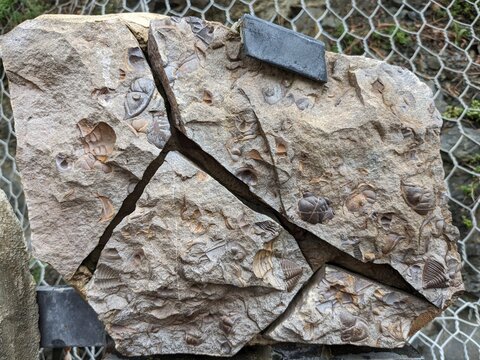 A well-preserved trilobite fossil, representing an ancient marine arthropod from the Paleozoic era, a key piece in understanding Earth&rsquo;s early life.