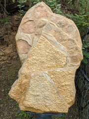  Fossil of Cyclomedusa, a Precambrian disc-shaped organism, showcasing early multicellular life and its contribution to Earth’s evolutionary history.
