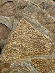  Fossil of Cyclomedusa, a Precambrian disc-shaped organism, showcasing early multicellular life and...