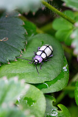 Besouros-desfolhadores (família) ou besouro-pulga (tribo)