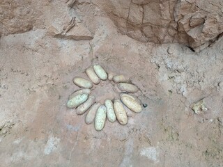 A well-preserved fossilized egg of Protoceratops, a herbivorous dinosaur from the Late Cretaceous period, showcasing the reproduction and nesting habits of ancient creatures © Semi