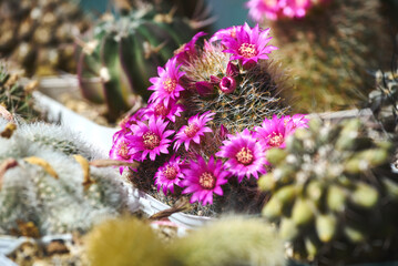Mammillaria zeilmanniana cactus blooms among other cacti. Beautiful cactus with small fuchsia...