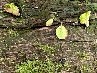 leaves on the ground