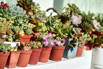 Different types of succulents in red pots on a white shelf. Succulents Conophytum marginatum and Conophytum minutum in bloom. Collection of succulents