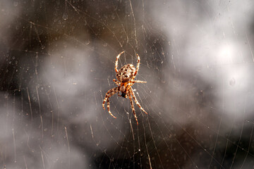 Close-Up of cross Spider on Web