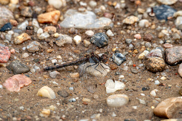 Close-Up of brown Dragonfly Resting on Pebbled Ground in Nature