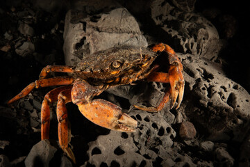 Crab in the bottom of the sea in Denmark