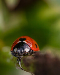 Ladybug close up