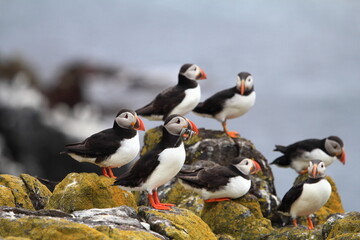 gentoo penguin colony