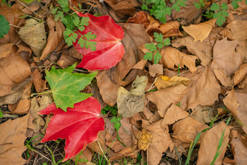 Colorful autumn leaves on the ground with vibrant red, green, and brown foliage in a natural forest setting. Concept of seasonal change, fall atmosphere and nature's beauty
