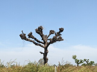 The Old Tree