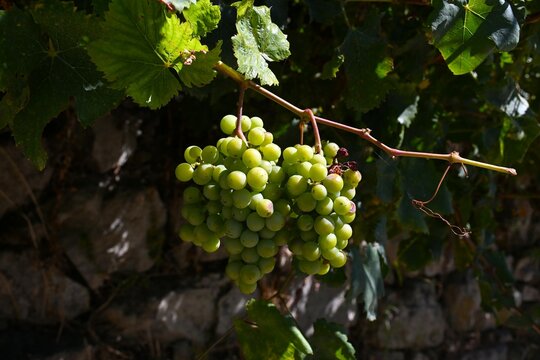 un racimo de uvas en una parra