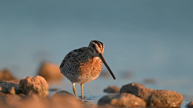 Common snipe (Gallinago gallinago) is a rare species, it can be seen in the wetlands of the Tigris Valley in all seasons of the year.
