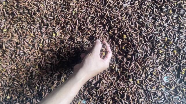 A man touching dried spices cloves