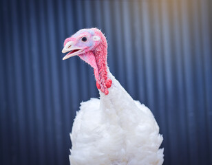 Chicken, factory and agriculture with livestock for commercial and sustainable production at coop. Startup business, animals and industrial or eco friendly for fresh produce, healthy food and supply