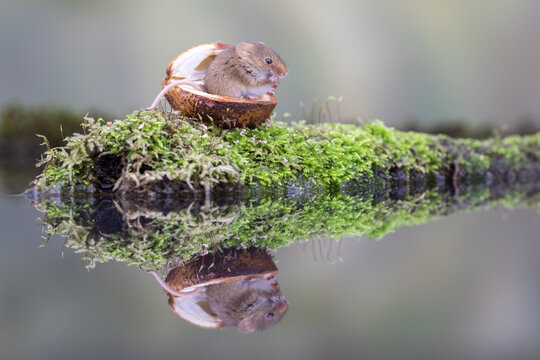 Reflection of a tiny cute harvest mouse sitting in a conker shell and eating