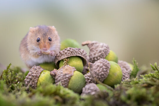 Adorable harvest mouse sitting between green acorns and eating  