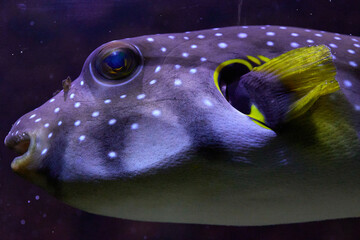 Dogface puffer fish (Arothron nigropunctatus) © R R