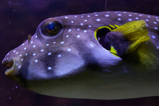 Dogface puffer fish (Arothron nigropunctatus)