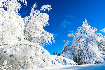 snow covered trees in the mountains