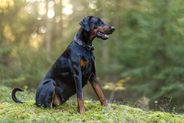 A female doberman dog posing in a forest outdoors