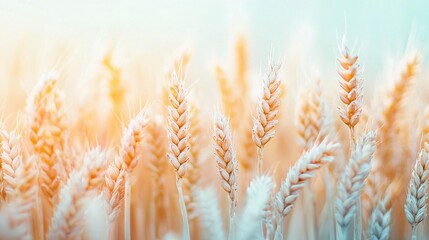   A wheat field with a blue sky in the background and wheat stalks blurred in the foreground