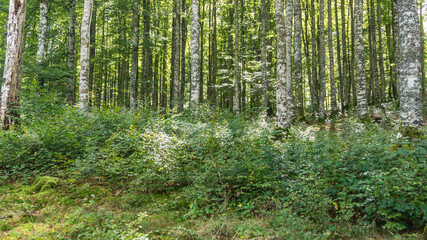 Leafy forest in northern Spain