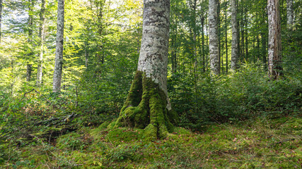 Leafy forest in northern Spain