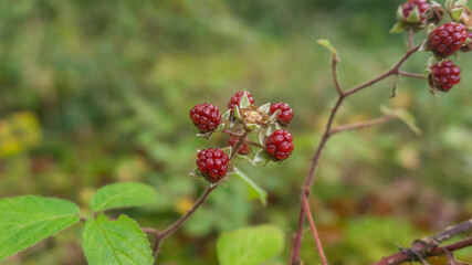 Blackberries in a forest in northern Spain