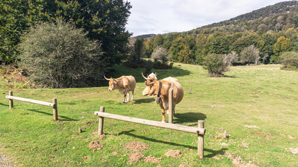 Bulls in the north of Spain
