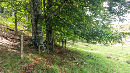 Leafy forest in northern Spain