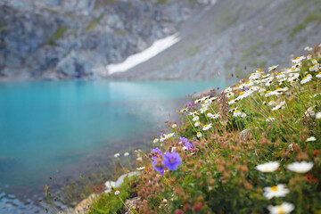 meadow with flowers and mountains