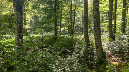 Obraz premium Leafy forest in northern Spain