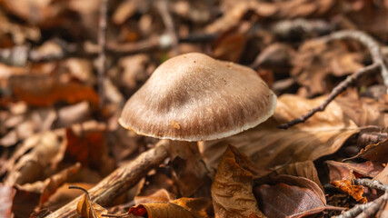 Mushrooms in a forest in northern Spain