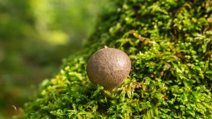 Mushrooms in a forest in northern Spain