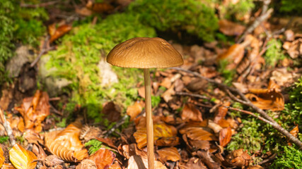 Mushrooms in a forest in northern Spain