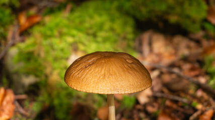 Mushrooms in a forest in northern Spain
