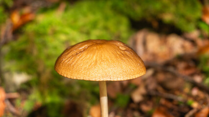 Mushrooms in a forest in northern Spain