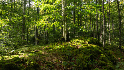 Obraz premium Leafy forest in northern Spain