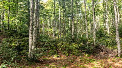 Obraz premium Leafy forest in northern Spain