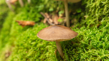 Mushrooms in a forest in northern Spain