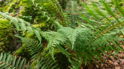 Dicksonia antarctica in a forest in northern Spain