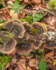 Mushrooms in a forest in northern Spain