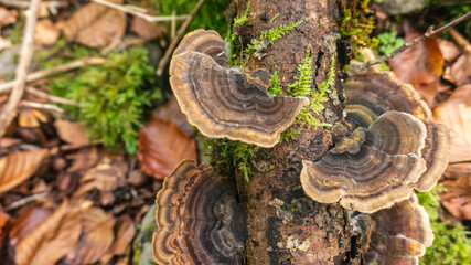 Mushrooms in a forest in northern Spain