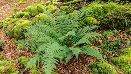 Fern in a forest in northern Spain